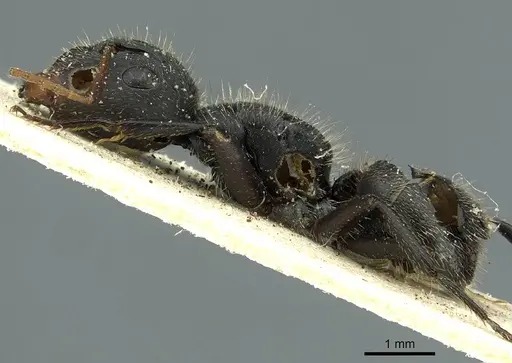 Camponotus crassus specimen CASENT0911738 image casent0911738_3