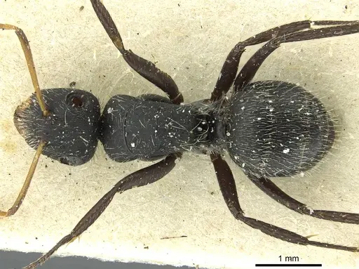 Camponotus crassus specimen CASENT0911739 image casent0911739_1