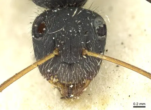 Camponotus crassus specimen CASENT0911739 image casent0911739_2