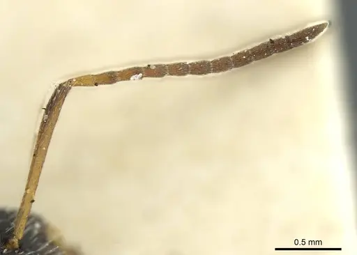 Camponotus crassus specimen CASENT0911739 image casent0911739_3