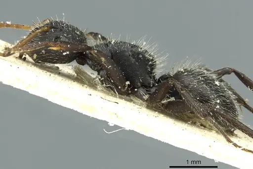 Camponotus crassus specimen CASENT0911739 image casent0911739_4