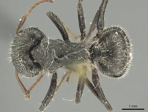 Camponotus crassus specimen CASENT0915791 image casent0915791_1