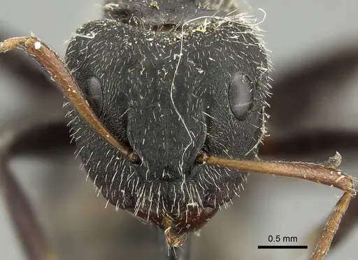 Camponotus crassus specimen CASENT0915791 image casent0915791_2