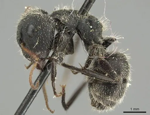 Camponotus crassus specimen CASENT0915791 image casent0915791_3