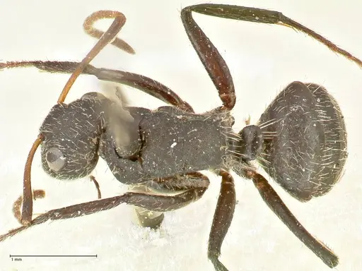 Camponotus crassus specimen FOCOL2456 image focol2456_1