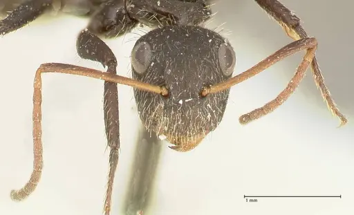 Camponotus crassus specimen FOCOL2456 image focol2456_2