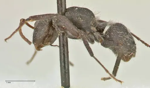 Camponotus crassus specimen FOCOL2456 image focol2456_3