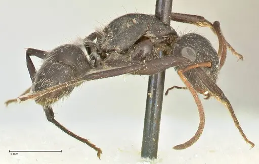 Camponotus crassus specimen FOCOL2456 image focol2456_4