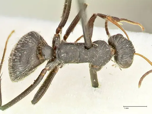 Camponotus crassus specimen FOCOL2457 image focol2457_1