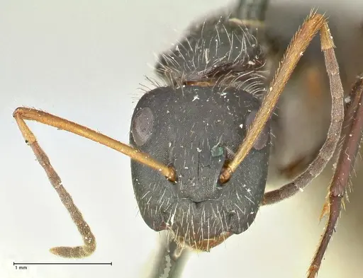 Camponotus crassus specimen FOCOL2457 image focol2457_2