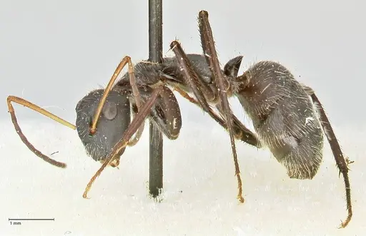 Camponotus crassus specimen FOCOL2457 image focol2457_3