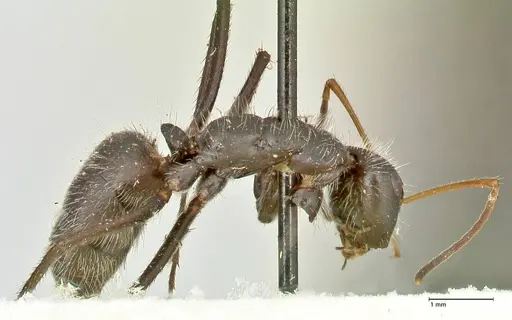Camponotus crassus specimen FOCOL2457 image focol2457_4