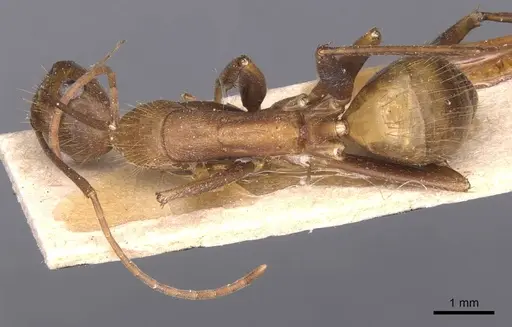 Camponotus crawleyi specimen CASENT0905241 image casent0905241_1