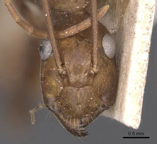 Camponotus crawleyi specimen CASENT0905241 image casent0905241_2