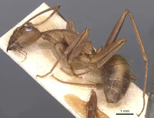 Camponotus crawleyi specimen CASENT0905241 image casent0905241_3