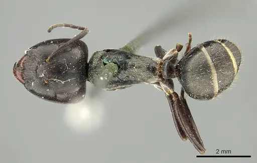 Camponotus crenatus specimen CASENT0915755 image casent0915755_1
