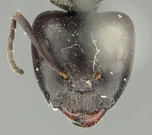 Camponotus crenatus specimen CASENT0915755 image casent0915755_2