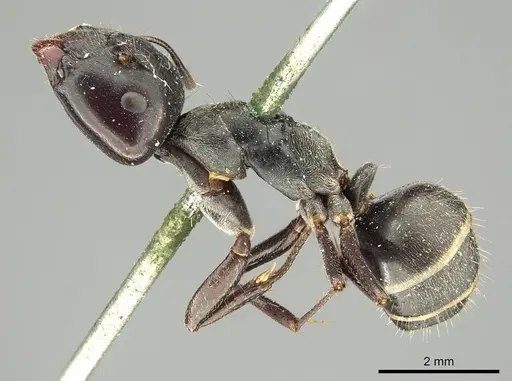 Camponotus crenatus specimen CASENT0915755 image casent0915755_3