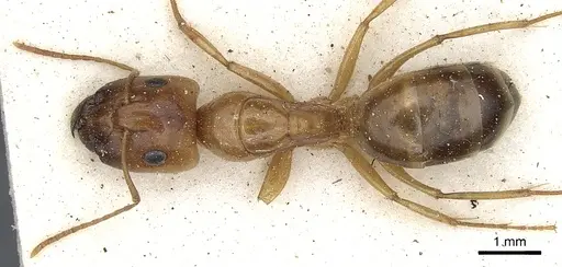 Camponotus crepusculi specimen CASENT0903491 image casent0903491_1