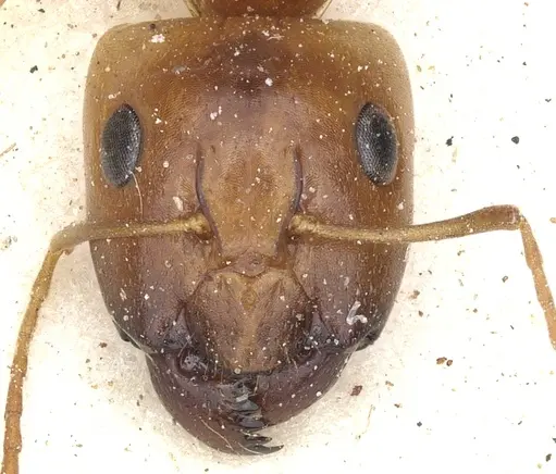 Camponotus crepusculi specimen CASENT0903491 image casent0903491_2