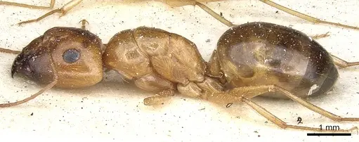 Camponotus crepusculi specimen CASENT0903491 image casent0903491_3
