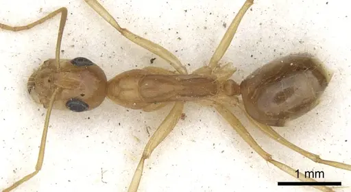 Camponotus crepusculi specimen CASENT0903492 image casent0903492_1