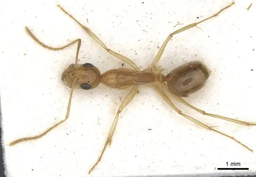 Camponotus crepusculi specimen CASENT0903492 image casent0903492_2