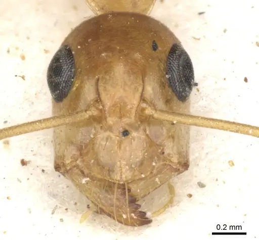 Camponotus crepusculi specimen CASENT0903492 image casent0903492_3