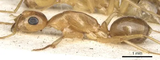 Camponotus crepusculi specimen CASENT0903492 image casent0903492_4