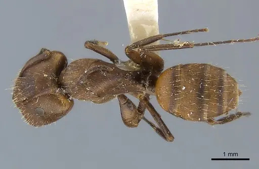 Camponotus cressoni specimen CASENT0217638 image casent0217638_1