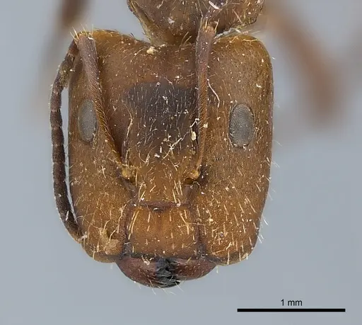 Camponotus cressoni specimen CASENT0217638 image casent0217638_2