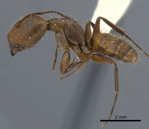 Camponotus cressoni specimen CASENT0217638 image casent0217638_3