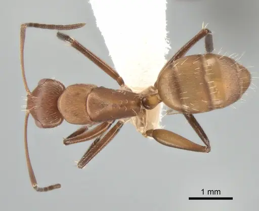 Camponotus cressoni specimen CASENT0882031 image casent0882031_1