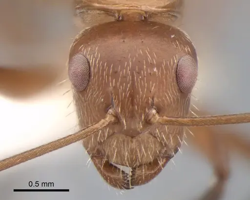 Camponotus cressoni specimen CASENT0882031 image casent0882031_2