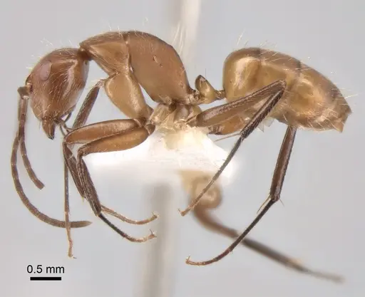Camponotus cressoni specimen CASENT0882031 image casent0882031_3