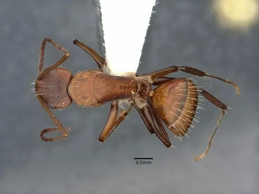 Camponotus cressoni specimen CASENT0882032 image casent0882032_1