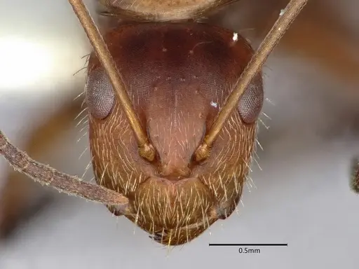 Camponotus cressoni specimen CASENT0882032 image casent0882032_2