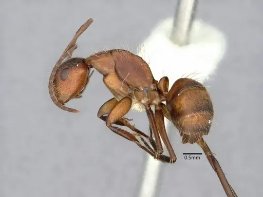 Camponotus cressoni specimen CASENT0882032 image casent0882032_3
