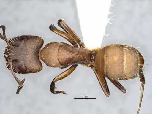 Camponotus cressoni specimen CASENT4032228 image casent4032228_1