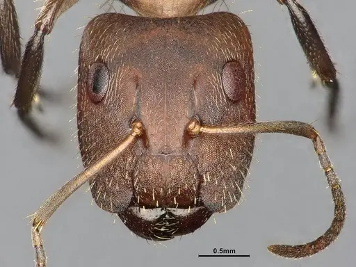 Camponotus cressoni specimen CASENT4032228 image casent4032228_2