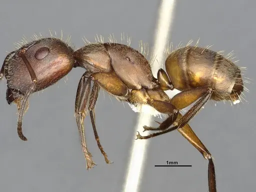 Camponotus cressoni specimen CASENT4032228 image casent4032228_3