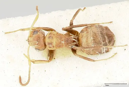 Camponotus cressoni specimen FOCOL0421 image focol0421_1