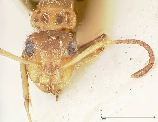 Camponotus cressoni specimen FOCOL0421 image focol0421_2