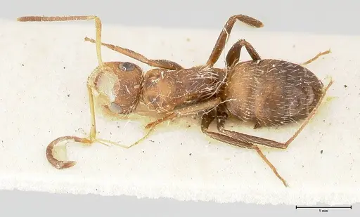 Camponotus cressoni specimen FOCOL0422 image focol0422_1
