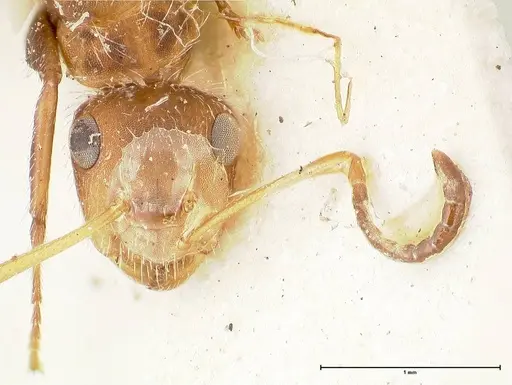 Camponotus cressoni specimen FOCOL0422 image focol0422_2