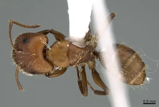 Camponotus cressoni specimen UTEPENTO26088 image utepento26088_1