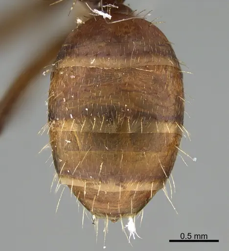 Camponotus cressoni specimen UTEPENTO26088 image utepento26088_2