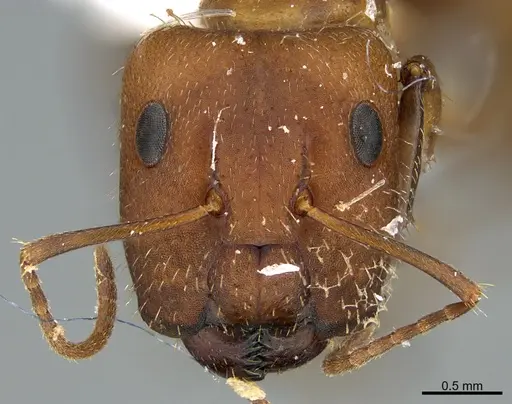 Camponotus cressoni specimen UTEPENTO26088 image utepento26088_3