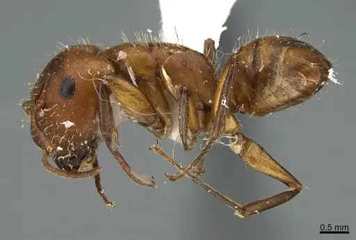 Camponotus cressoni specimen UTEPENTO26088 image utepento26088_4