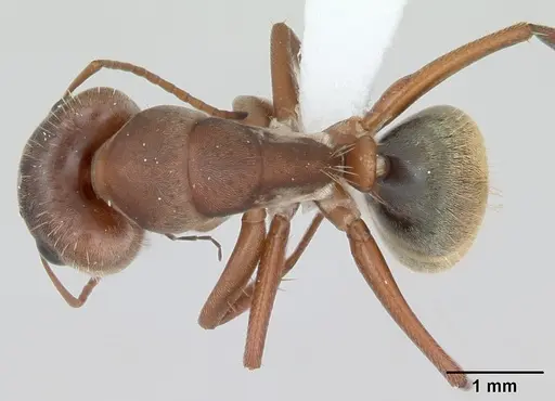 Camponotus crispulus specimen CASENT0173408 image casent0173408_1